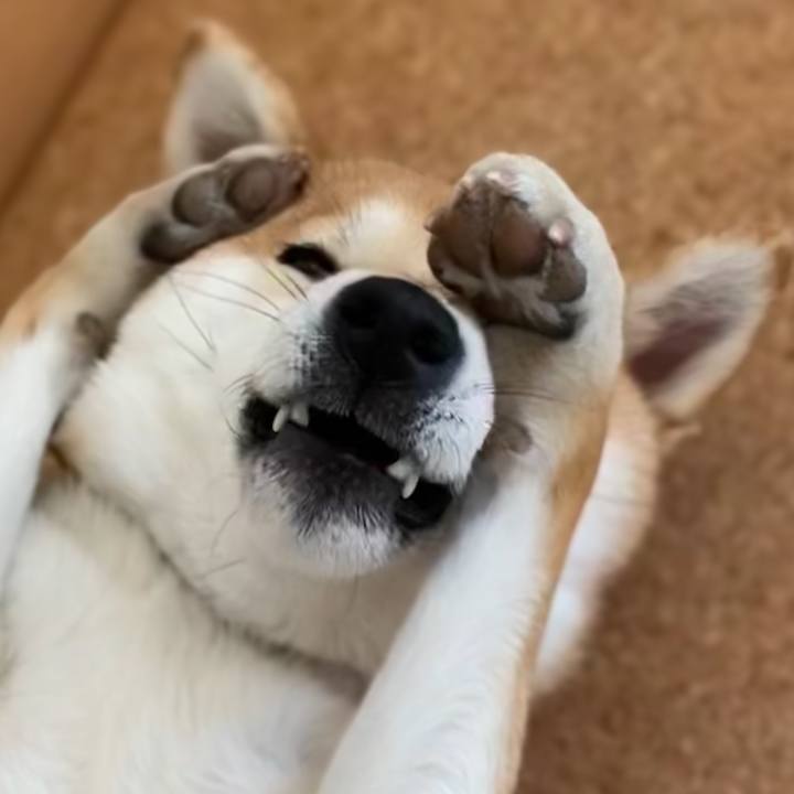 18d14202 33f6 4fbc a90f a5c461e61689 1645845869051