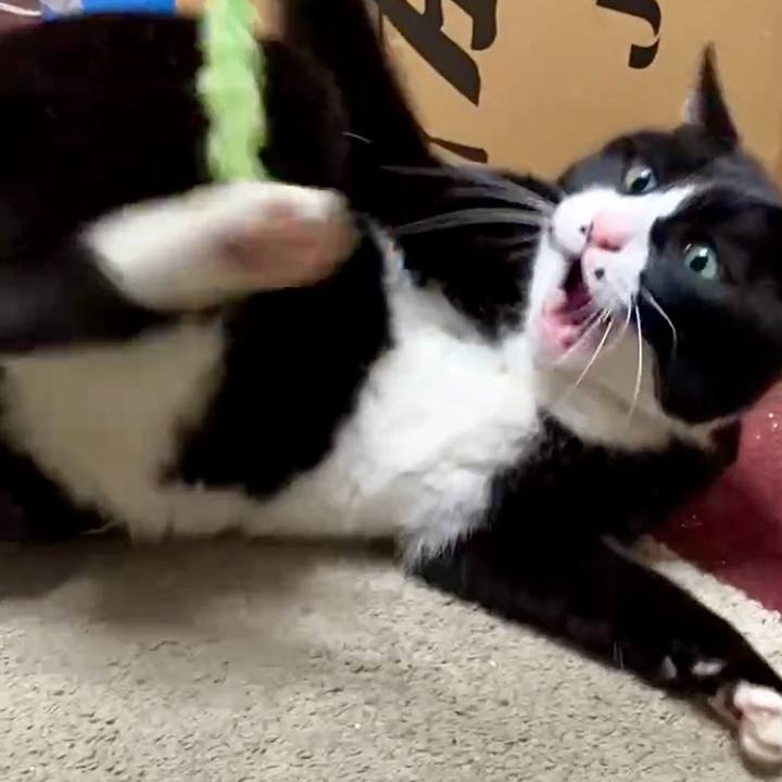 18d1557e d42b 4c31 a3bd 3923f900c550 1741227019418