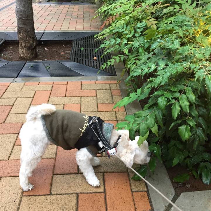 18d22720 ed03 4470 a115 2c936476d8f0 1508057782379