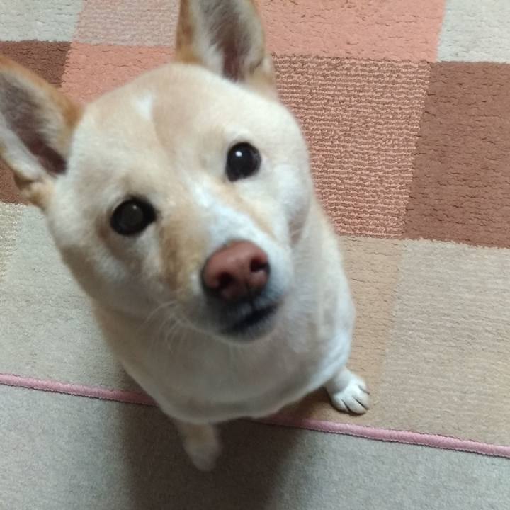 18d8f9b6 454a 4427 857b 13f835c86760 1576530949749