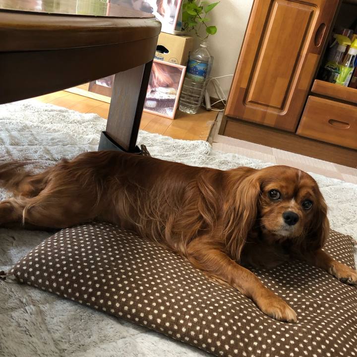 18d9c4c8 8339 44d7 9c7c d3453ac0d9fb 1589148776375