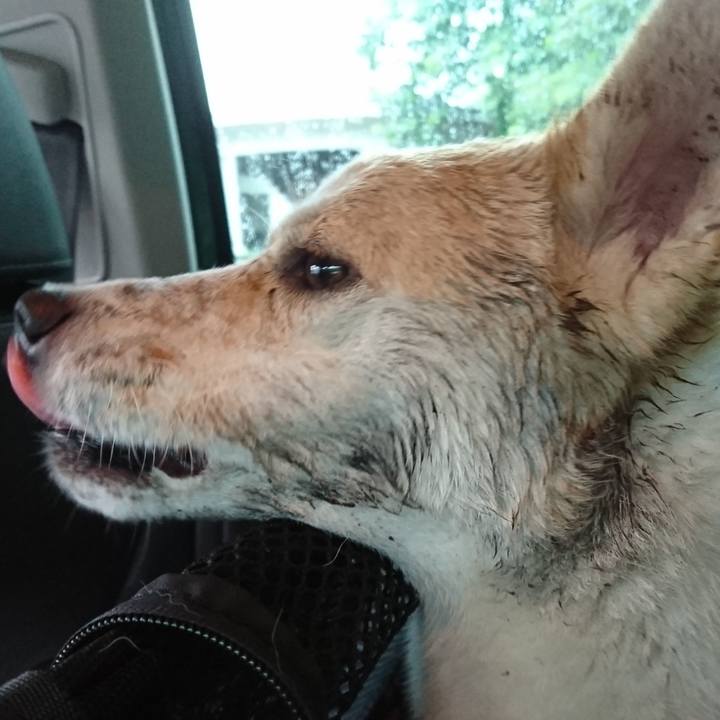 18dcd031 3059 453f 87ff 80bca2d451c4 1529910291652