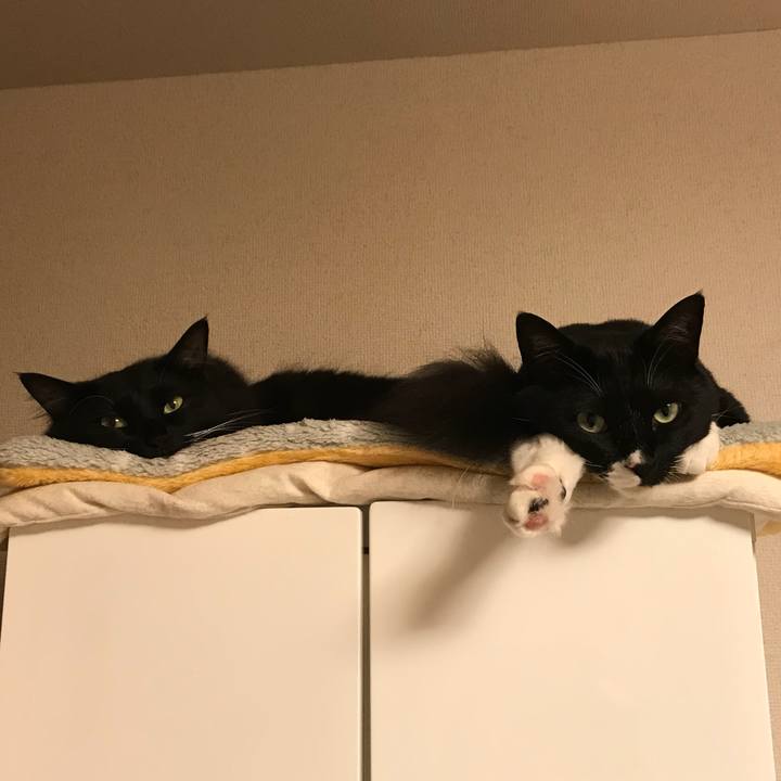 18dd2e1b 4669 4315 8fc0 9c22ae14b328 1526199602135