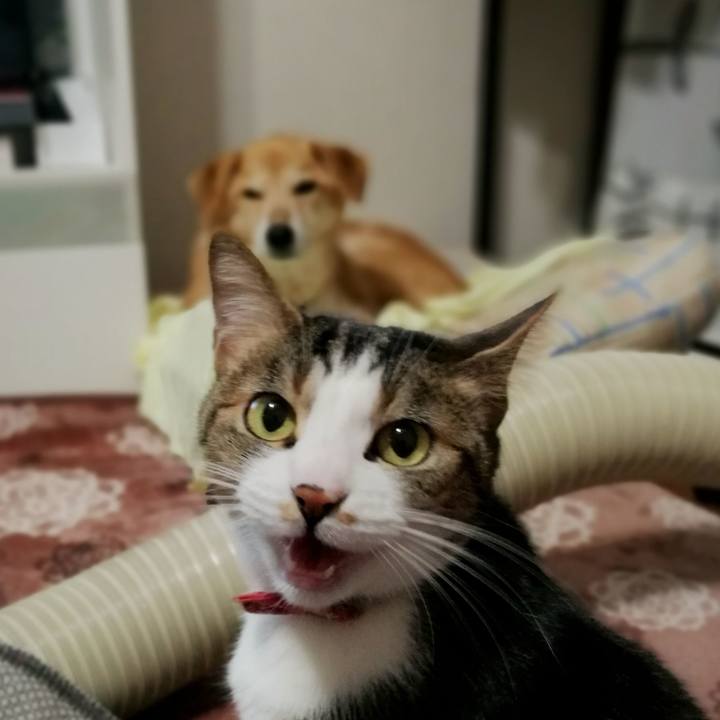 18de13e9 697a 4c70 a312 a2f93d78aaf4 1518166427162