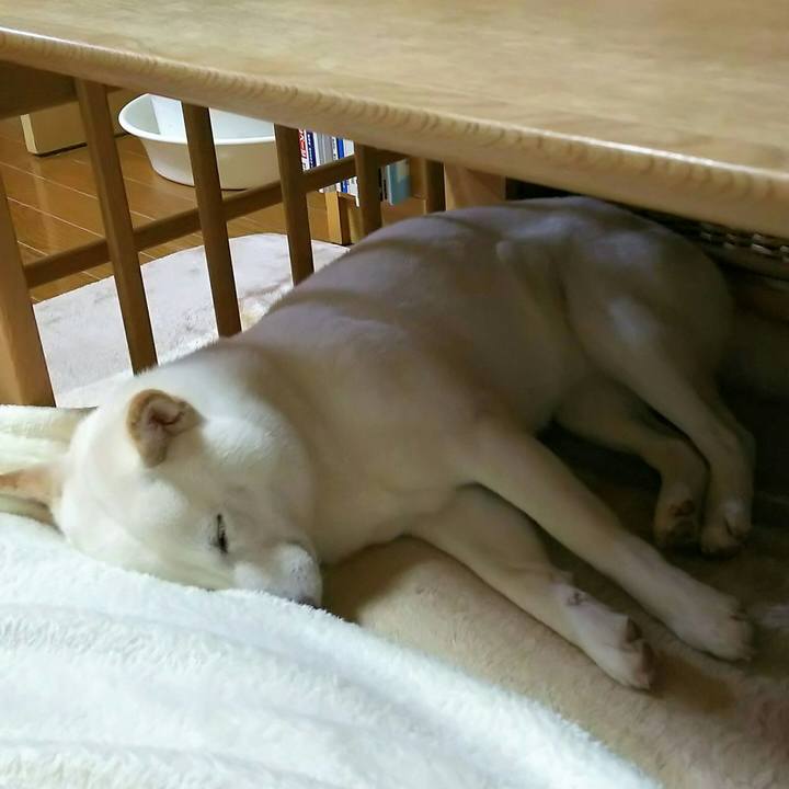 18de3a57 f379 4e6a a58a 14e9b0e91bd4 1524920288410