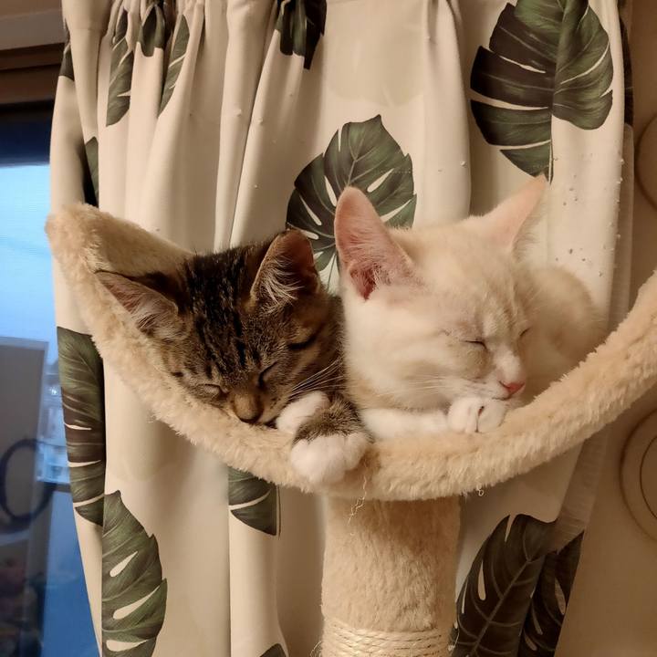 18e2273a 894a 4d4d 9b74 0e050c631fc7 1625305776699