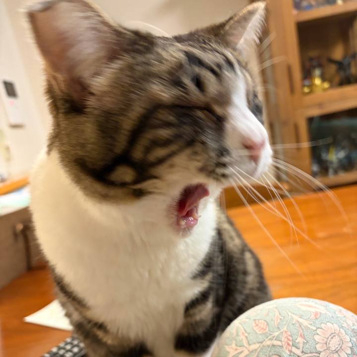 18e2b33e 9ff4 4a50 94f3 8e36a67c369f 1765889641527