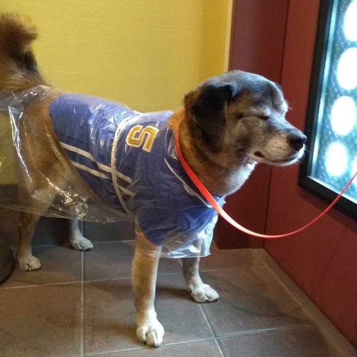 18e75734 94c9 4585 b148 8e8346d55735 1558396760362