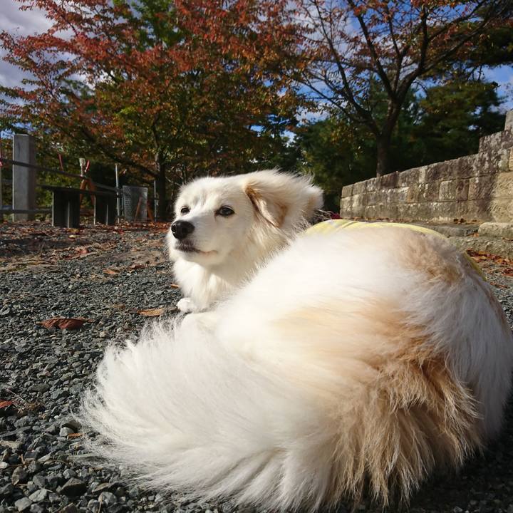 18e7ad5e 4178 460a be09 4c3d5f0294ce 1550405886267