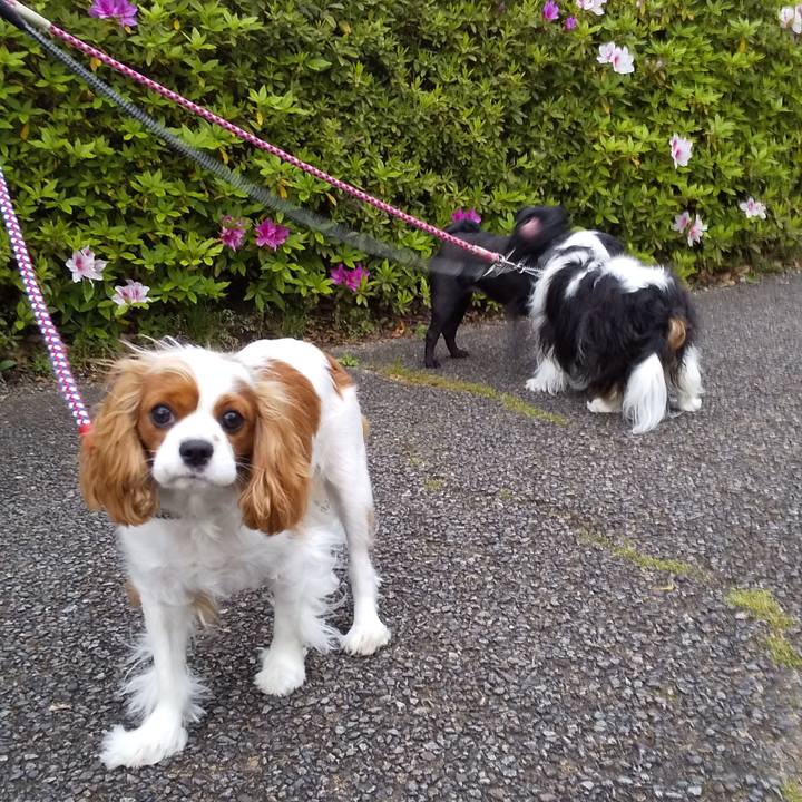 18e9043f 4815 4473 962f 03a19927cf62 1588608366184