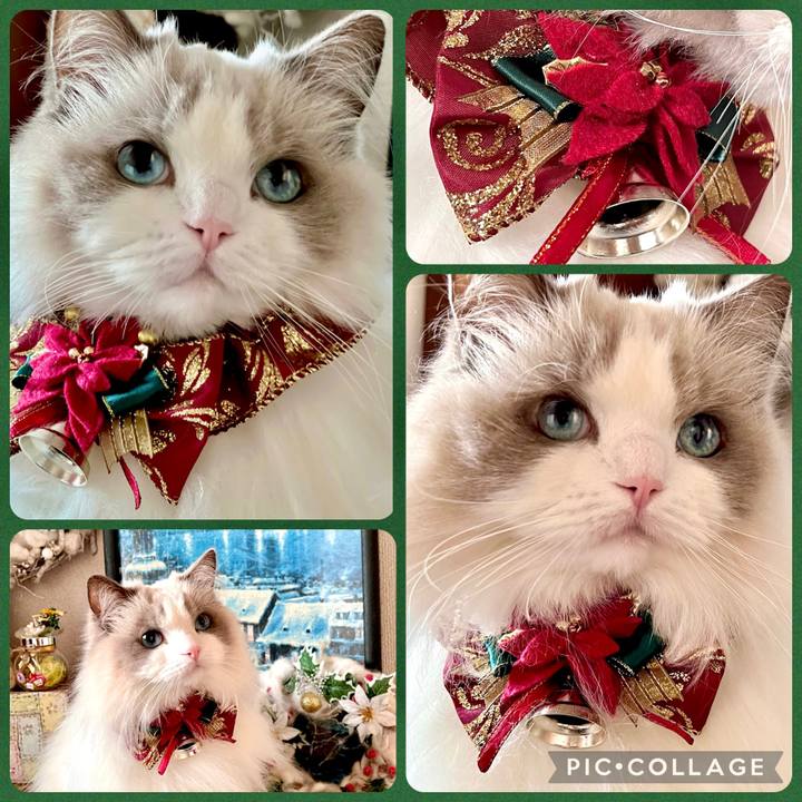 18ebeb78 4c5c 48c7 92d8 2916a231d7d8 1670834924575