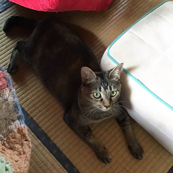 18ee22dc 1436 4da6 85e5 118e64b614bf 1596439669586