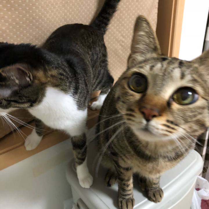 18f2a7bd 0212 48ee 88a4 13405ff5dada 1523852750643