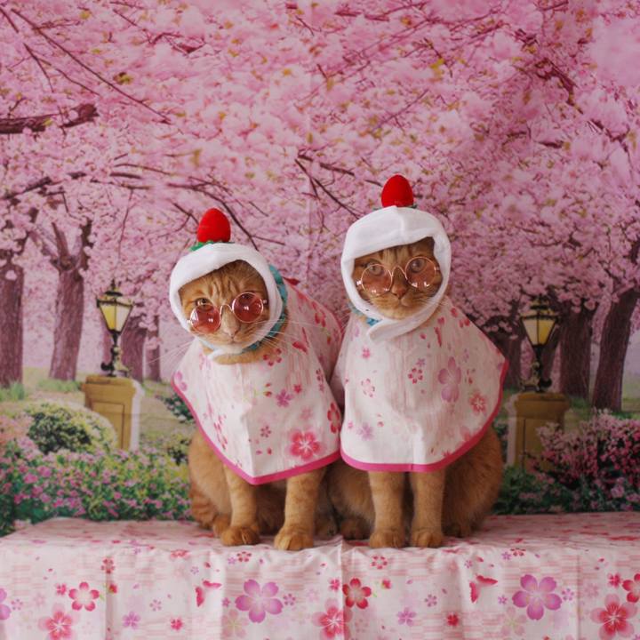 18f6313b 5650 4b32 bba7 670b7e525f55 1741916574565