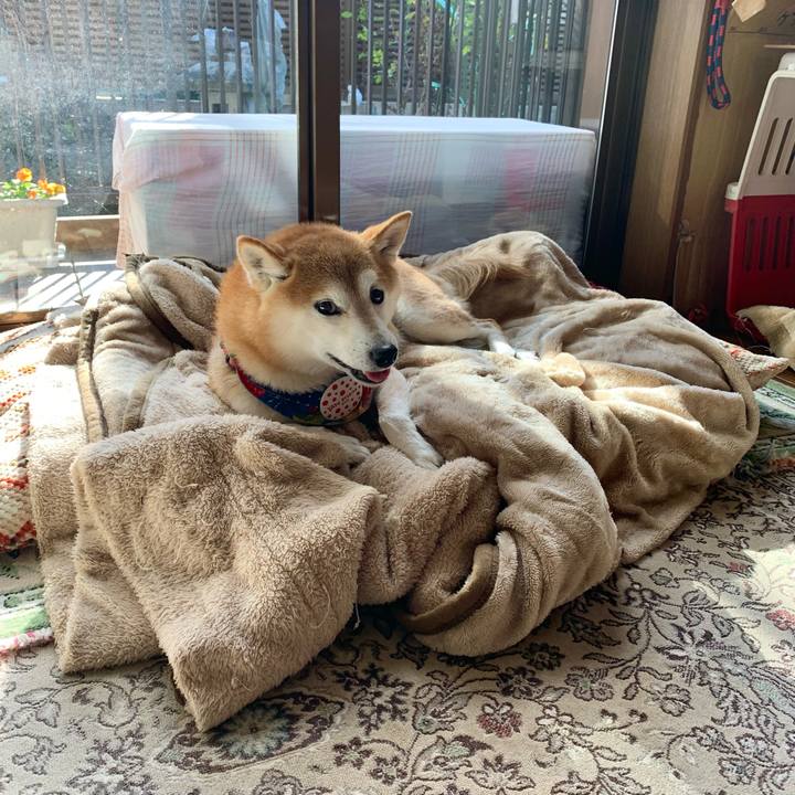 18f88ce0 537e 4eaf 8b19 d4eb033d05a7 1639644004378