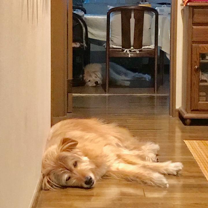 18fc8d83 a0e4 49bb 8af2 1f71f36cbefd 1560152744252