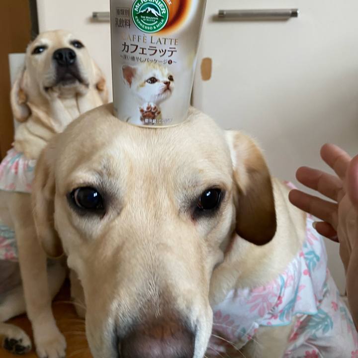 18fd9d1d 354c 4479 b934 c11b40d83d56 1619766234016