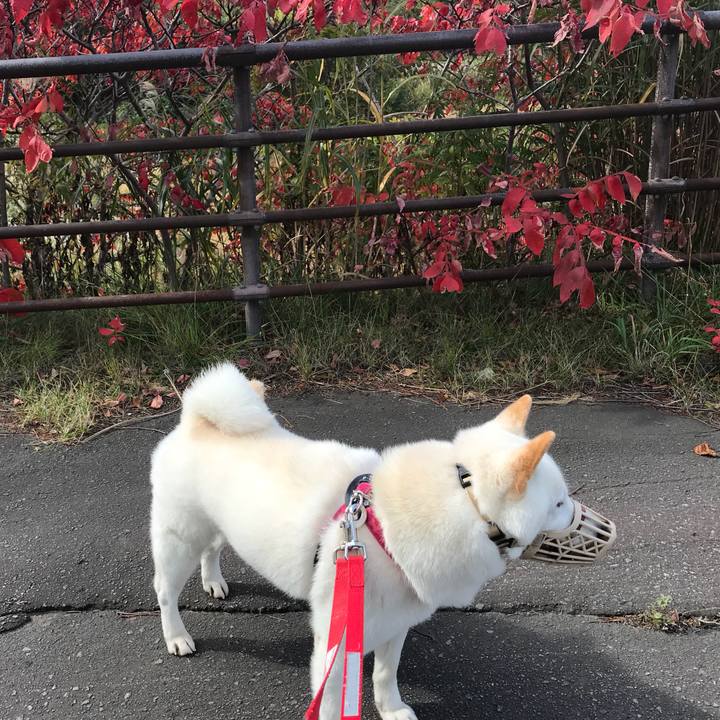 18ffce90 0d63 4b54 8d3c 25ac69fff7a0 1539385990811