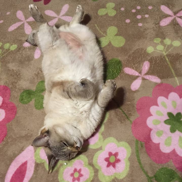 19006616 1f9a 4b13 9e47 899b3372a3f3 1517572697340