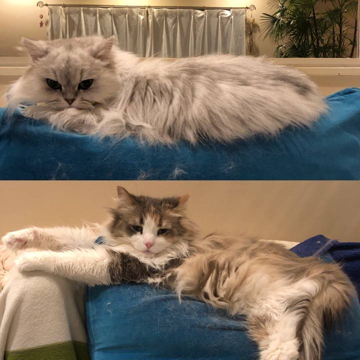 190135e3 73fd 4c53 ad1d d759dd0c6afb 1552569079805