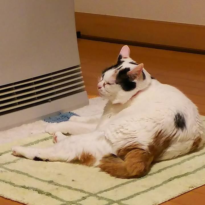 19025c86 ca6d 41f2 90cc 1177bc4c7c73 1515141386423