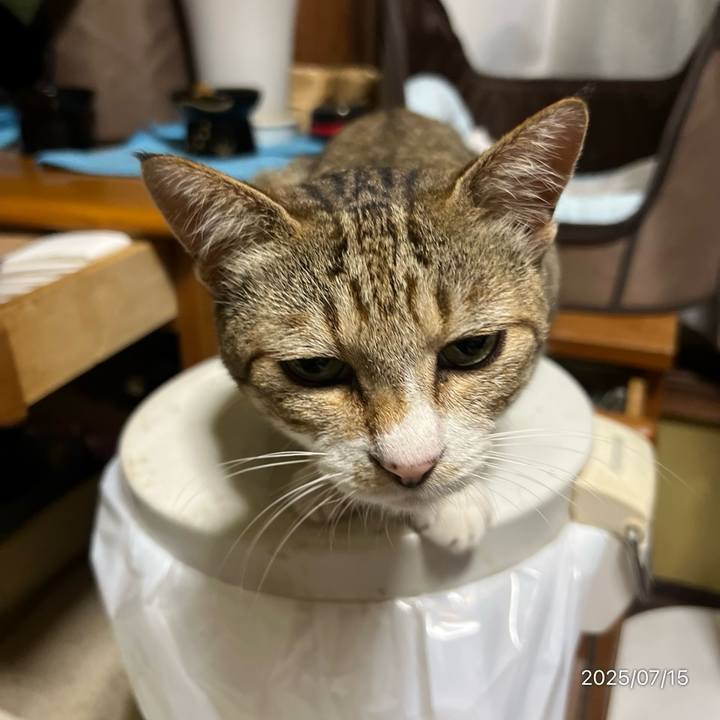 19081089 7626 40f4 b1e9 ed33225d9dbb 1752530155711