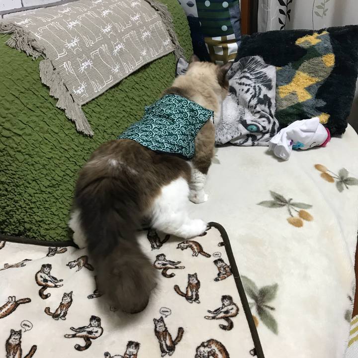 19090769 e28b 4c74 8613 645e3a4a281a 1509798999146