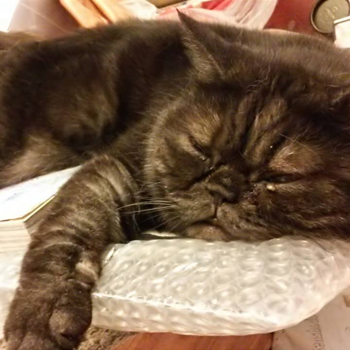 190a05c2 2293 4d91 ba4d d25bde155676 1532556944012