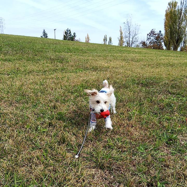 190e9fac 1288 46ce 85d3 48a3557c6a96 1543125689919