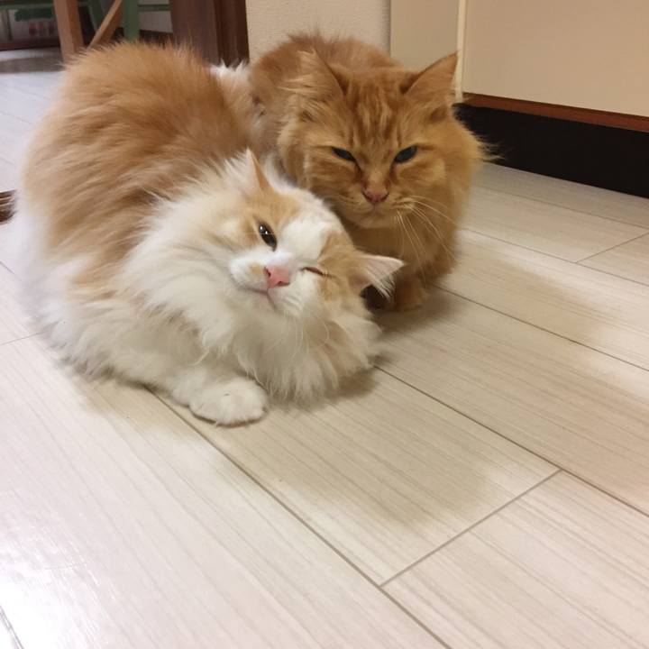 190f7fa1 fbb6 4f2e b63f 08688f8c3468 1517175334399