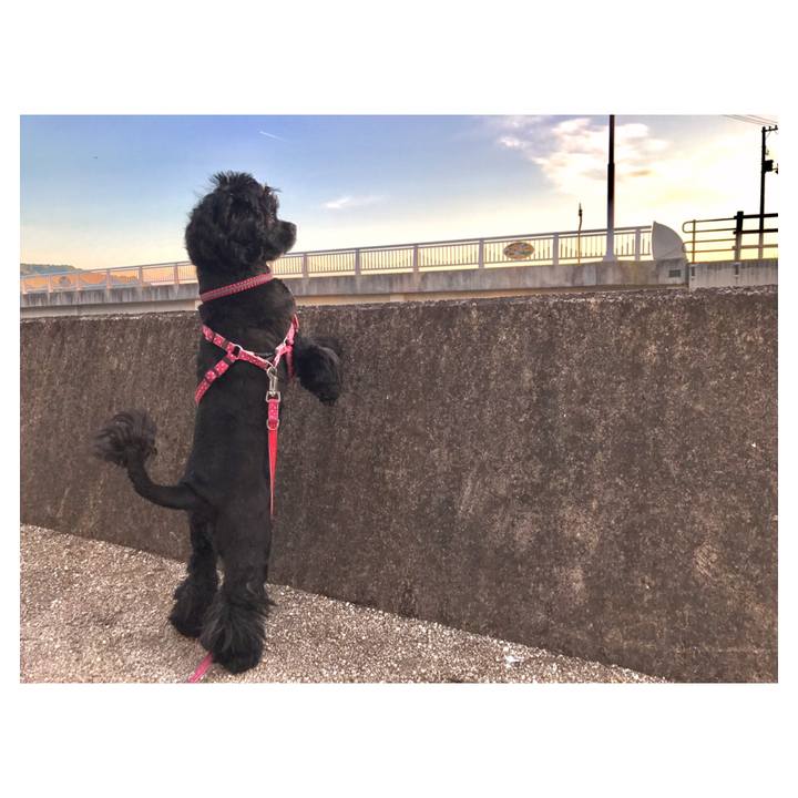 1910a2cf aeef 43cc afdc cb3851dc1a02 1557926405209