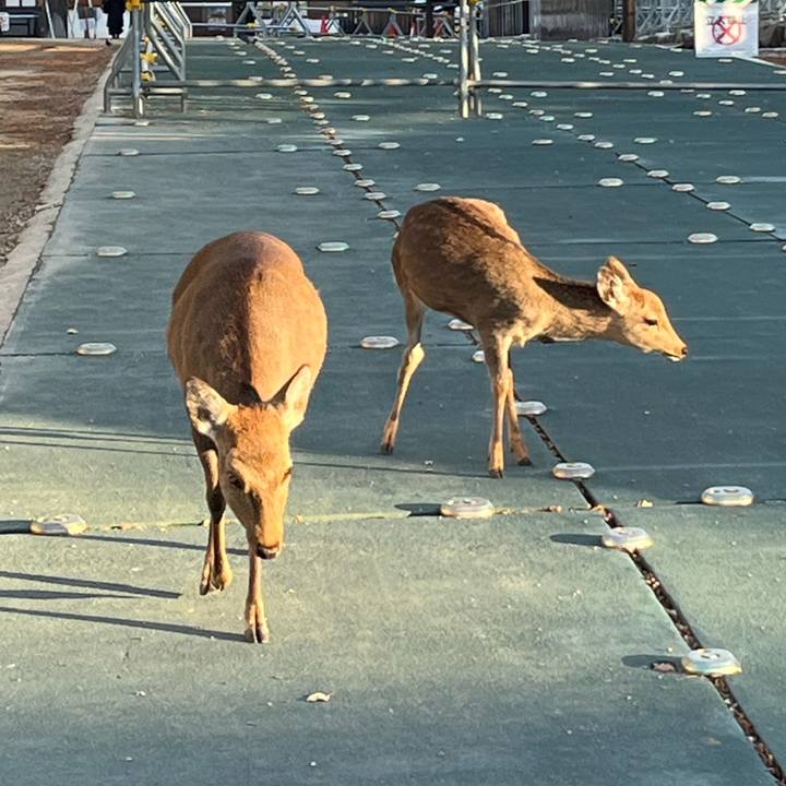 1910cc37 d2ac 421c ac0f 99b06d22d74c 1700913771784