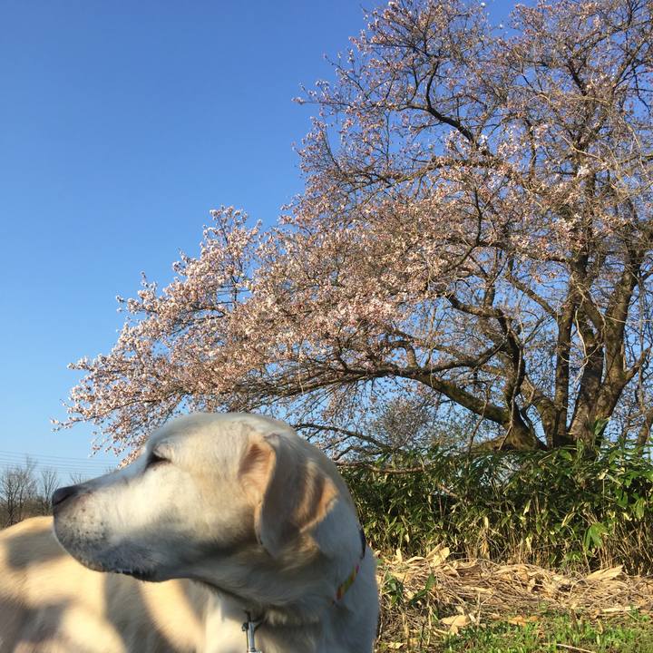 1913a198 cfc0 4530 8164 3f35ae71a3b1 1555191113545