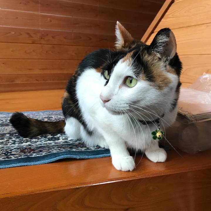 19147f7c 813f 4d4f a004 9c2099cf3d65 1527052194517