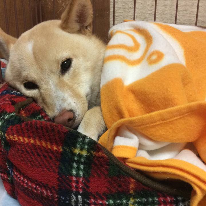 19152e23 8df9 4b7a 808d 9fc0b74289b7 1508678087137