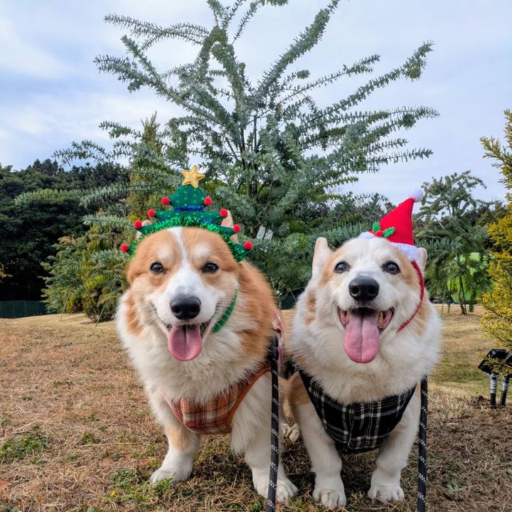 191615bf c674 4f54 8475 6d2bd358ee3c 1766624219359