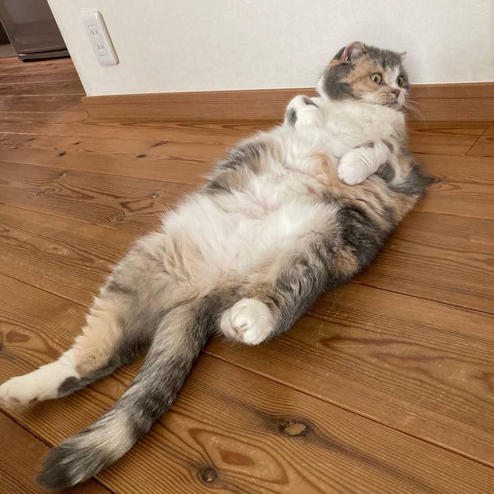 1918ac33 866c 4ca4 a181 634ea7e09b28 1612437594577