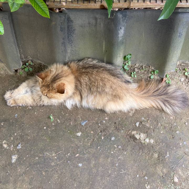 1925bede bc6a 4b60 95bd eae1e839dace 1597035267382