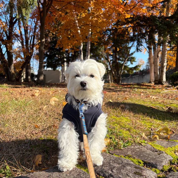 192e8f50 93c9 44eb aedf de952e57974a 1762163405828