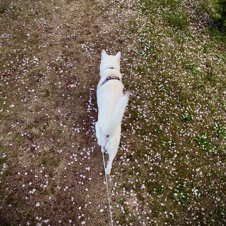 19323ed8 a62f 4ce5 b1ac 24fbd86e403f 1712451188781