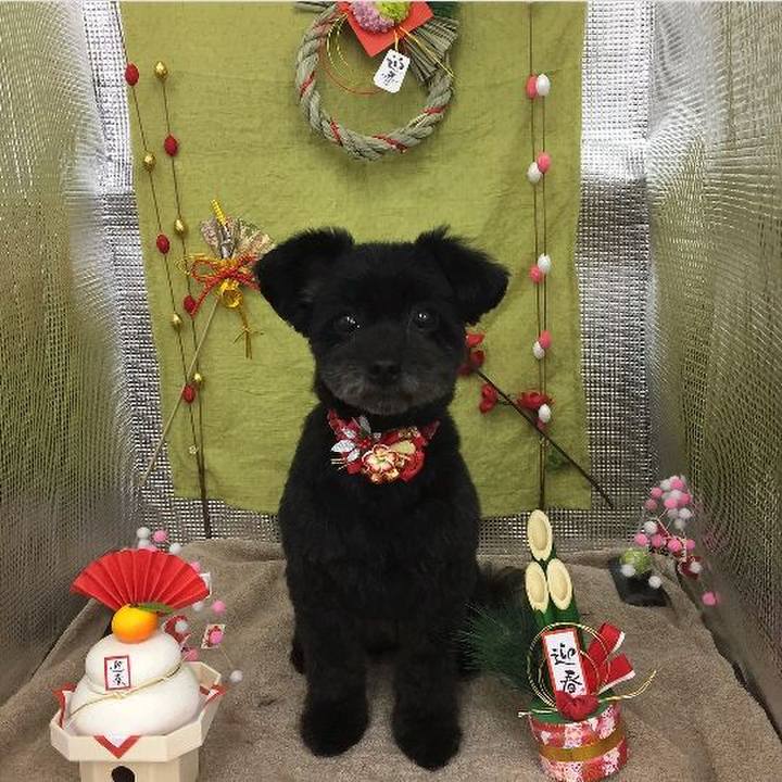 193589b1 68ef 4aa6 a184 a950f1efff4a 1515235621276