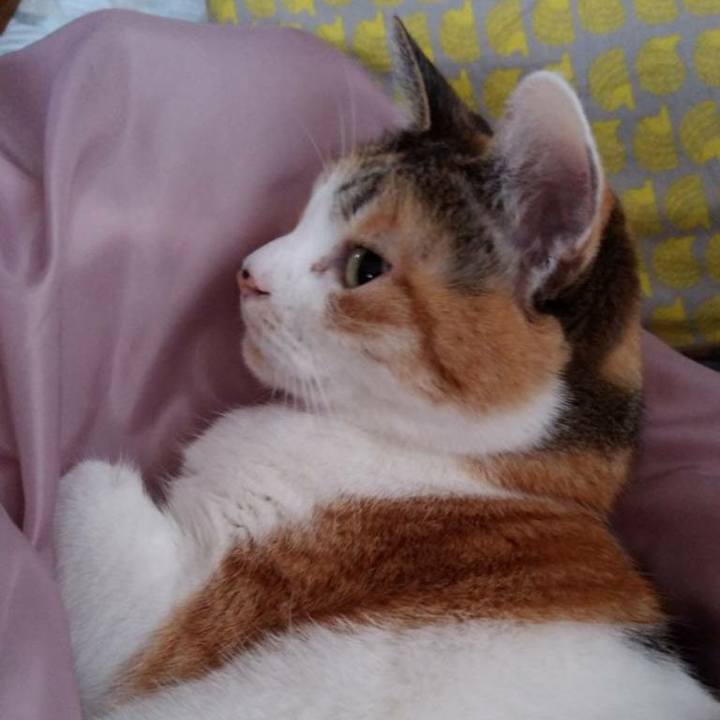 193a181d a3b7 479e afaf ca8f6344c899 1543632595948