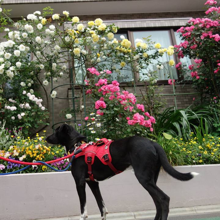 193a1c54 dd96 4286 a522 d729eb77749a 1589763038836