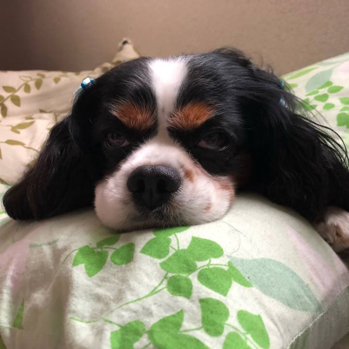 193b026d e2c9 4c57 a96f 7ec6b38a5192 1528875982419