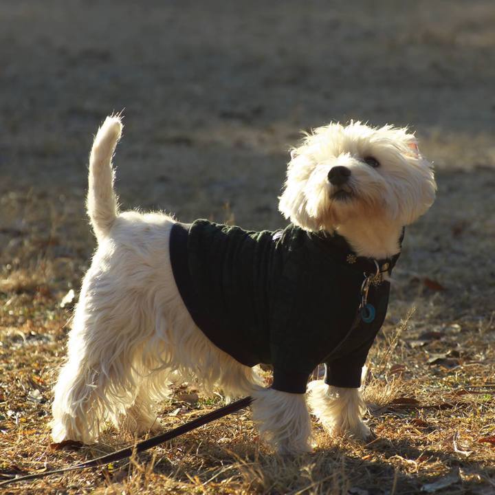 193b3cfd 29b1 4b08 b1f7 7c298cc7d7e0 1514418455488