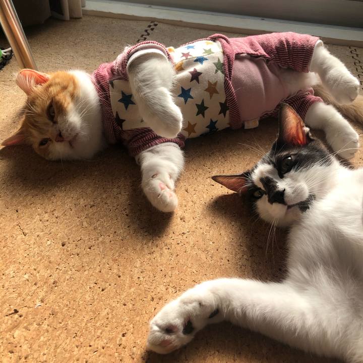 193fa5db b1fe 466c 81df d669f51a6811 1552868328649