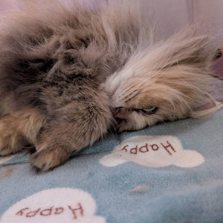 193feaab 8d85 496e ac84 66d2ff16a336 1741646241207