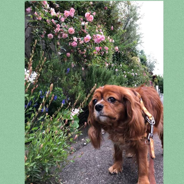 19425dfc 51c3 4b9e ad9c 07308a033243 1620433509478