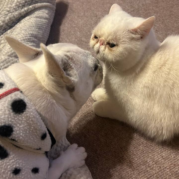 1947ec87 963a 4a34 95ed 5f321950fa91 1733753034047