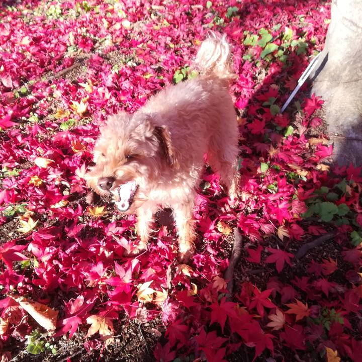 1948062a 1786 44fc b090 c96c3c1799f8 1543903391673